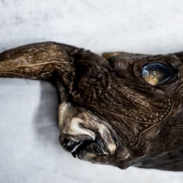 Découverte d&rsquo;une nouvelle espèce de requin fantôme au Costa Rica