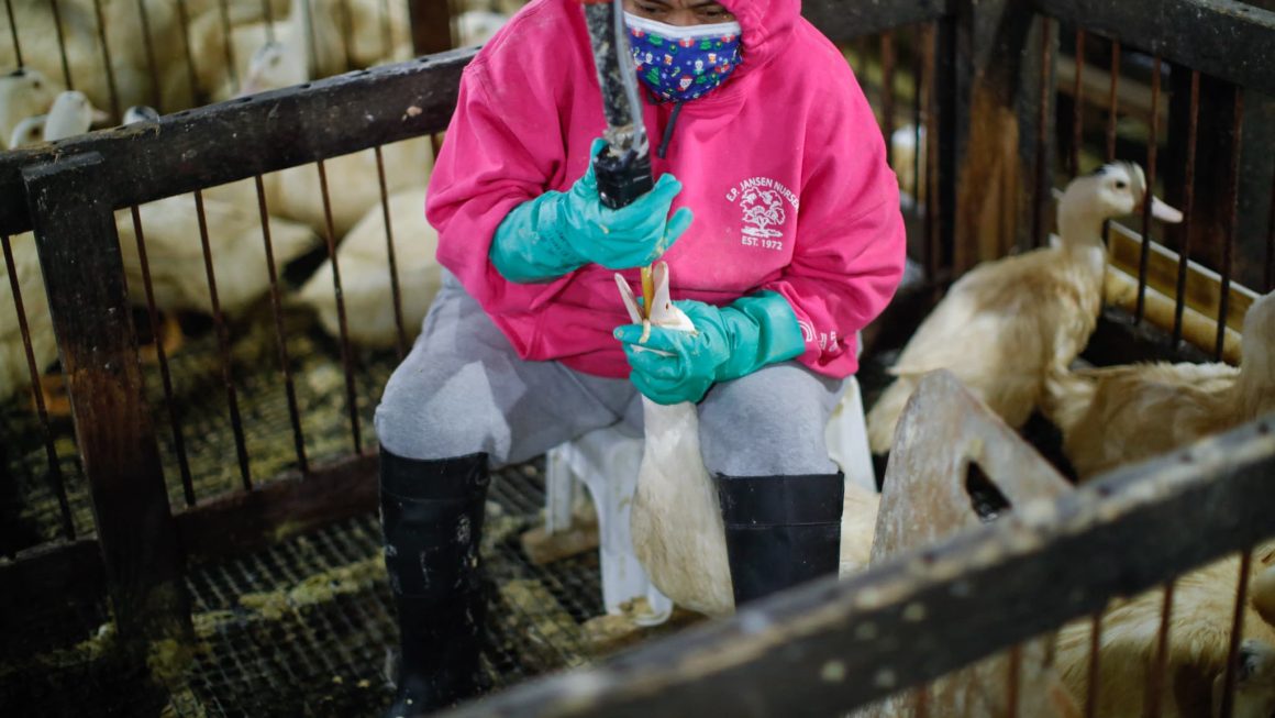 Une première violation de l&rsquo;accord UE-Mercosur pour la filière française: le Brésil interdit la production et la vente de foie gras