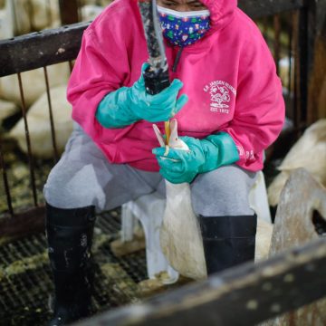 32958c65-6db7-4b95-9ffa-7f4671d22969 Une première violation de l’accord UE-Mercosur pour la filière française: le Brésil interdit la production et la vente de foie gras