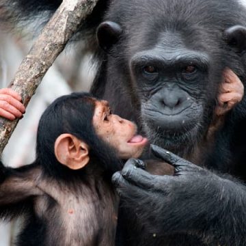 Accusations contre Facebook pour trafic illégal d&rsquo;espèces sauvages