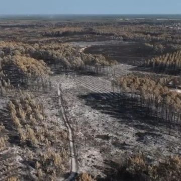 38eb40ad-d69e-4c13-8836-039e6bec6313 L’incendie en Gironde : un désastre écologique