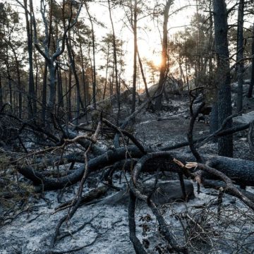 FRANCE-FIRE-FONTAINEBLEAU Incendie dans la forêt de Fontainebleau : un patrimoine en péril