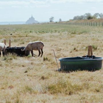 L&rsquo;impact des canicules sur l&rsquo;agriculture française