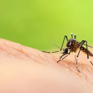4de8326f-5aed-45ae-94b9-249527ce3487 Premiers cas de chikungunya et du virus du Nil occidental en France