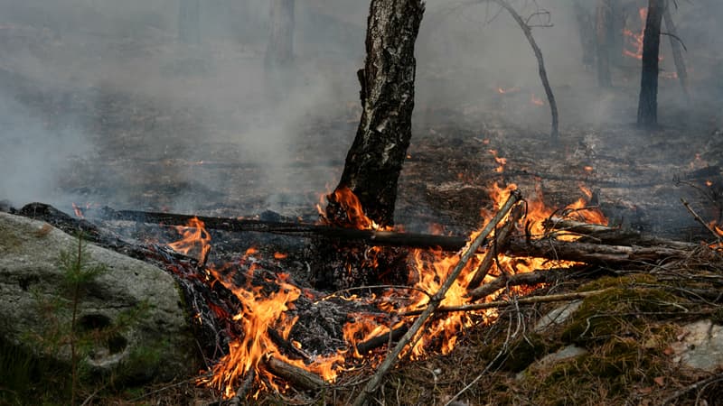 4ef10443-43bf-40ef-a550-261041f5e5b7 Incendies forestiers à Fontainebleau: mobilisation pour sauver la faune