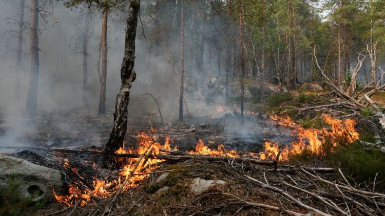 55e74ba5-dd74-461f-bc43-ae1b2a0857ab Incendies de la forêt de Fontainebleau : Enquête et Garde à Vue