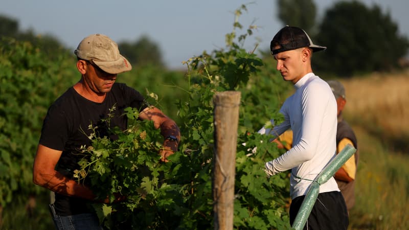 5edfd31d-d750-435b-aa9d-ddc3ddb95029 Les vignerons français face aux défis climatiques
