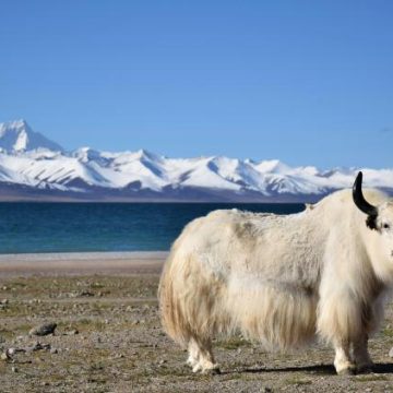 6ec67aab-166b-493e-a72e-5a6d0d511bd8 Le Projet de Clonage des Yacks au Tibet