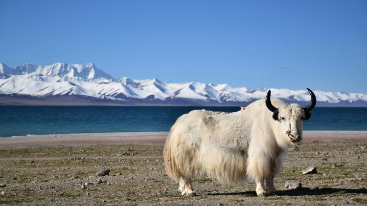6ec67aab-166b-493e-a72e-5a6d0d511bd8 Le Projet de Clonage des Yacks au Tibet