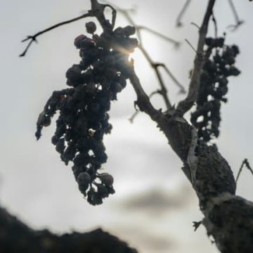 Impact du dérèglement climatique sur le vignoble français