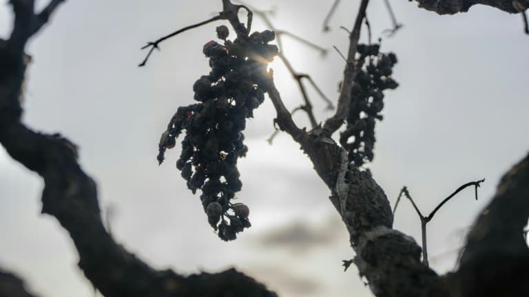 6f041e69-fbd2-4c61-8804-10cb54a8b04b Impact du dérèglement climatique sur le vignoble français