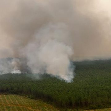 Les feux de forêts en Gironde entraînent de nouvelles interpellations