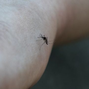 782ab2c1-e041-44cc-a600-0149fdd32b61 La canicule et la sécheresse réduisent la prolifération des moustiques en France
