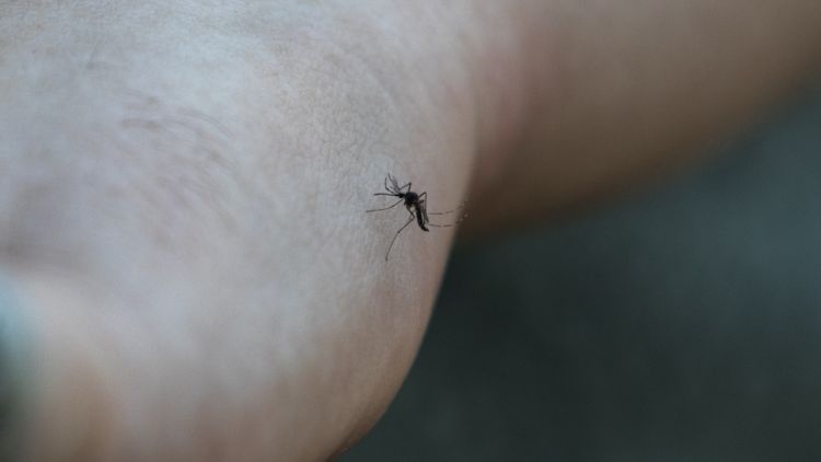 782ab2c1-e041-44cc-a600-0149fdd32b61 La canicule et la sécheresse réduisent la prolifération des moustiques en France