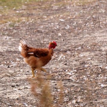 83de23b5-b0bf-450e-8544-e2ba398f7749 La production de poulet en France face aux défis climatiques et économiques