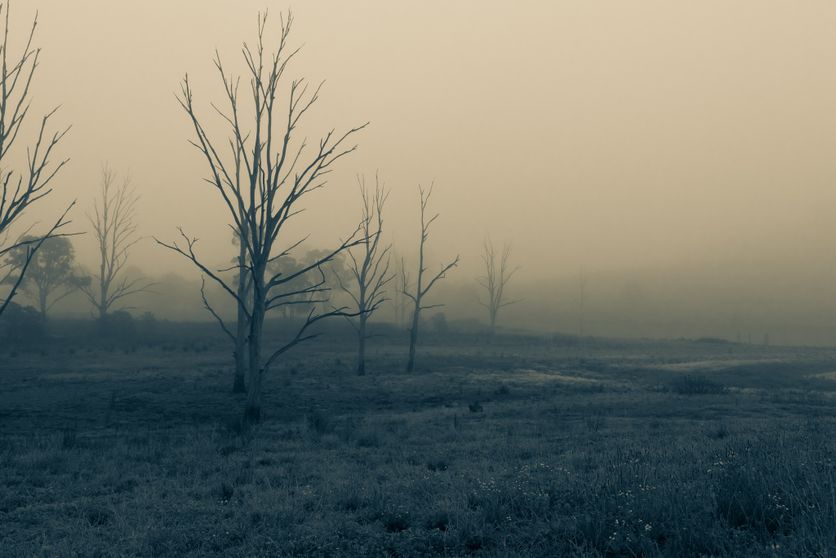 Dead trees in a meadow on a foggy misty morning. Farm. Rainer Maria Rilke et Le Livre de la Pauvreté et de la Mort