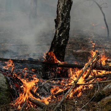 Un pompier volontaire soupçonné d&rsquo;avoir déclenché un incendie à Fontainebleau