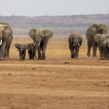 947db9ae-c598-40eb-b6e2-ecfe88ebc4ad Mortalité inquiétante d’éléphants au parc Amboseli au Kenya
