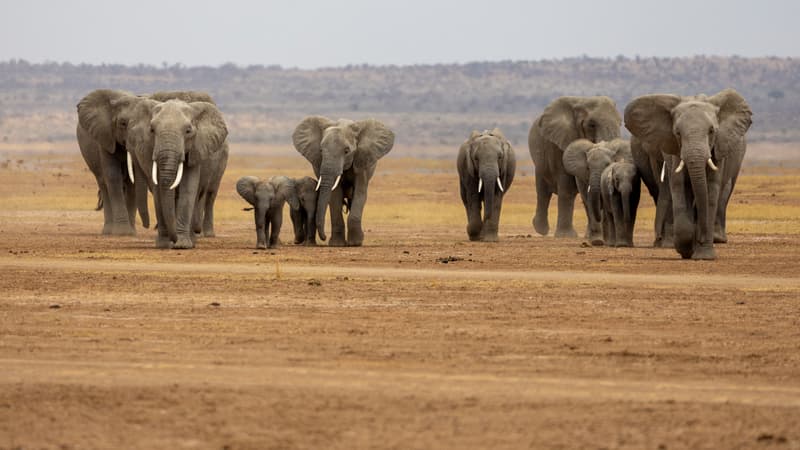 947db9ae-c598-40eb-b6e2-ecfe88ebc4ad Mortalité inquiétante d’éléphants au parc Amboseli au Kenya