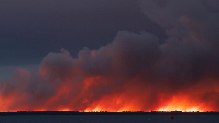 9a265f0b-7b35-4d52-ba64-fd87570f733a Incendie Apocalyptique à Biscarrosse : Chevaux En Détresse et Habitants Évacués