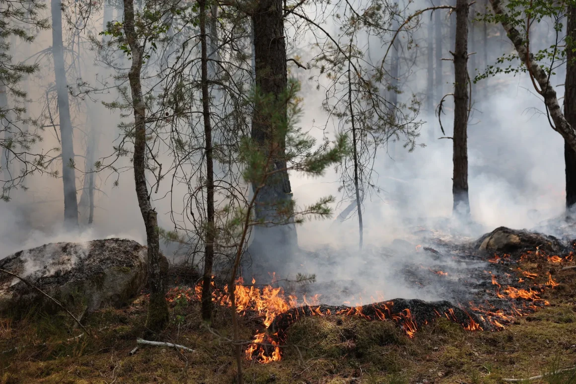 9c78696f-b224-4e08-a2b4-61e0f41e527f Incendies à Fontainebleau : Menaces pour la biodiversité unique