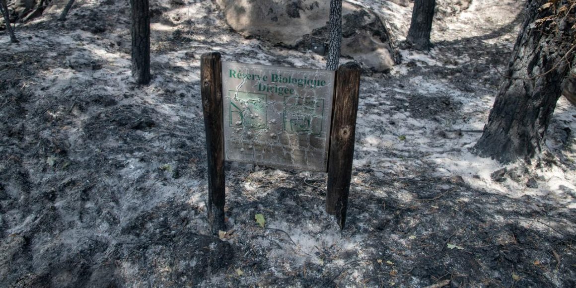 9d580d5f-4921-4d78-9e00-739e15a80534 La menace des incendies sur la biodiversité de Fontainebleau