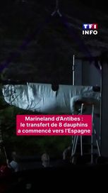 a06d8232-7710-46e7-92e3-1229b4785af7 Transfert de dauphins de Marineland vers l’Espagne