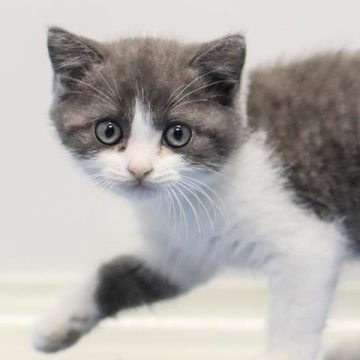 a21a56ee-ff84-4752-a793-e5fdb67bc66c L’essor du clonage des animaux domestiques et ses implications