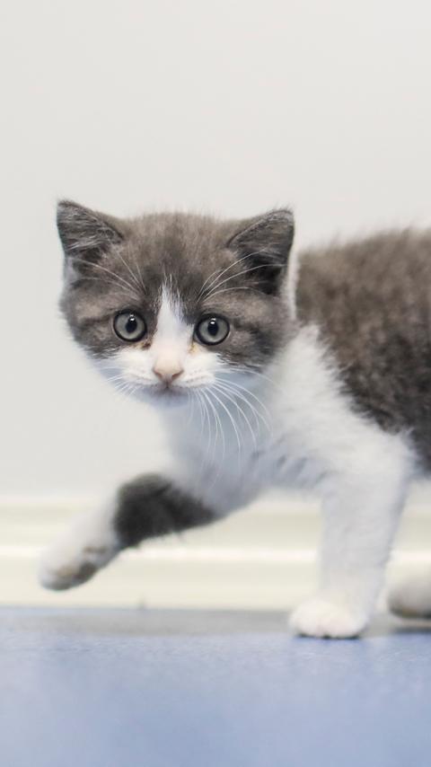 a21a56ee-ff84-4752-a793-e5fdb67bc66c L’essor du clonage des animaux domestiques et ses implications