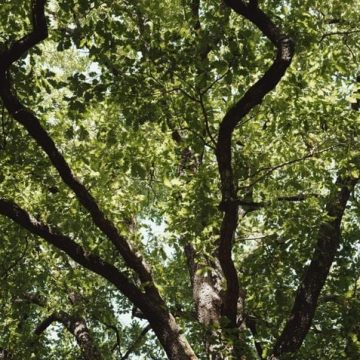 a2ecc387-f6bd-44ef-95a0-3ea241b69106 Les effets de la canicule sur les forêts françaises
