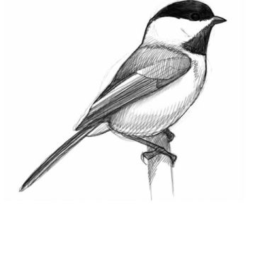 acf4a27f-696b-4970-a80d-0932626adeee David Sibley : l’art d’illustrer les oiseaux