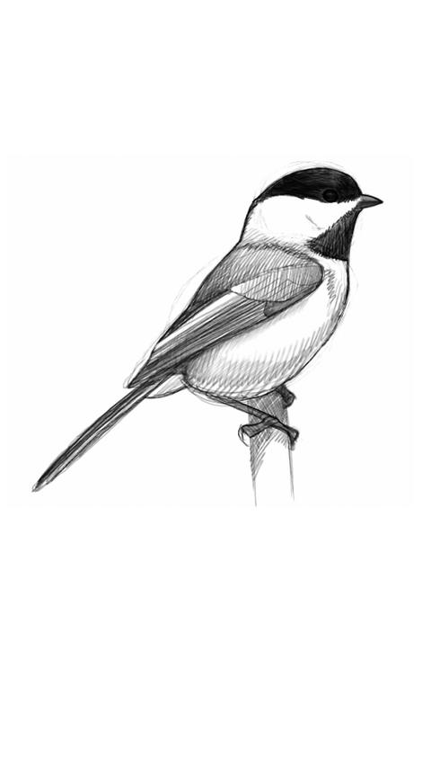 acf4a27f-696b-4970-a80d-0932626adeee David Sibley : l’art d’illustrer les oiseaux