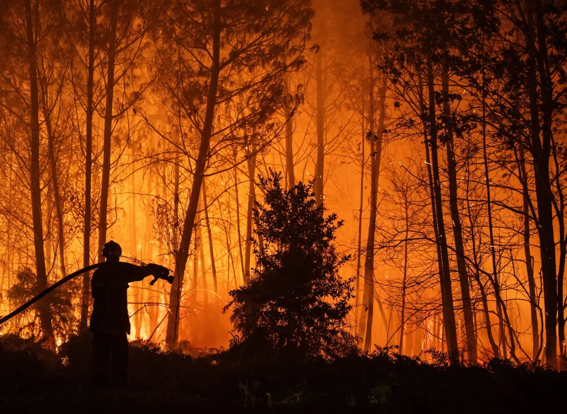 Reconstruction durable des forêts touchées par les incendies en Gironde