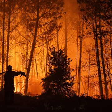 Reconstruction durable des forêts touchées par les incendies en Gironde