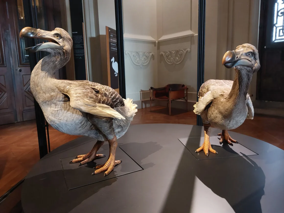 400 ans du Muséum : Enquête sur le dodo, une espèce disparue
