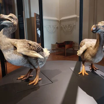400 ans du Muséum : Enquête sur le dodo, une espèce disparue