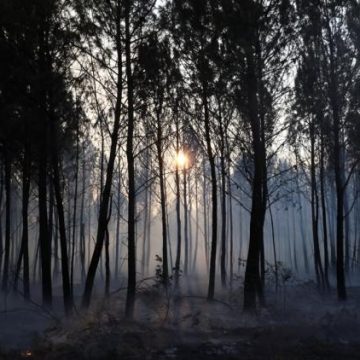 b41813e5-5cf1-4eea-913c-7578dfb04007 Engie contribue à la régénération des forêts après les incendies