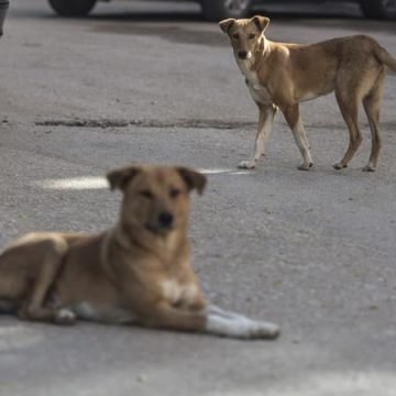 Abattage des chiens errants en Martinique : une mesure controversée