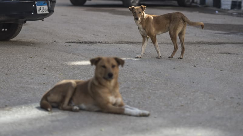 b949139a-8569-4826-8bad-f1cf2c908c44 Abattage des chiens errants en Martinique : une mesure controversée
