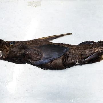 bf9f78fc-ebcf-4d4d-b884-7adaaa1d54c2 Découverte d’une Nouvelle Espèce de Requin Fantôme au Costa Rica