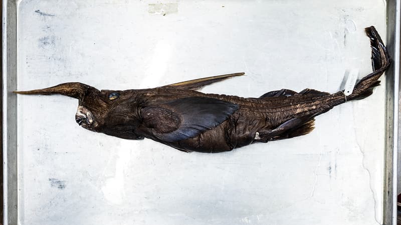 bf9f78fc-ebcf-4d4d-b884-7adaaa1d54c2 Découverte d’une Nouvelle Espèce de Requin Fantôme au Costa Rica