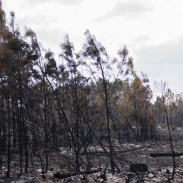 c08cf9d0-2ce0-4313-8649-0c8fb6f576b0 Les Défis de la Reforestation Après les Incendies en Gironde
