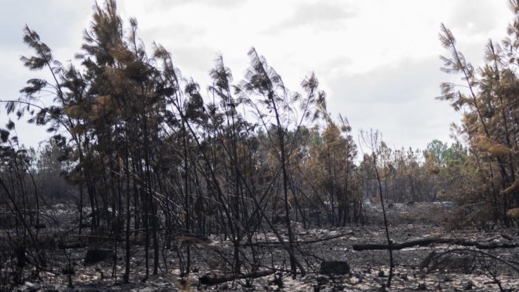 c08cf9d0-2ce0-4313-8649-0c8fb6f576b0 Les Défis de la Reforestation Après les Incendies en Gironde