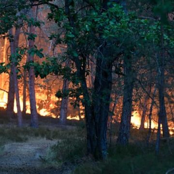 d1f906b5-69d5-4197-a2f4-9c4f90f05250 Deux ouvriers mis en examen pour un incendie en forêt de Fontainebleau