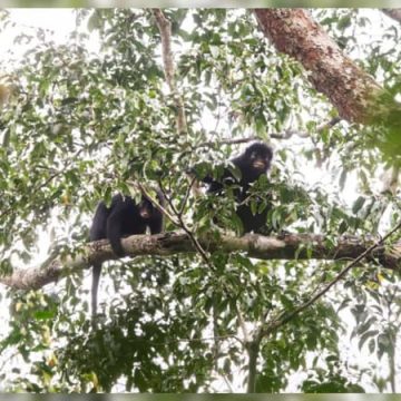 dcc57c39-a8dd-4e24-9eec-4b4e0d227434 Identification d’une nouvelle espèce de singe en RDC : Le Colobus congoensis