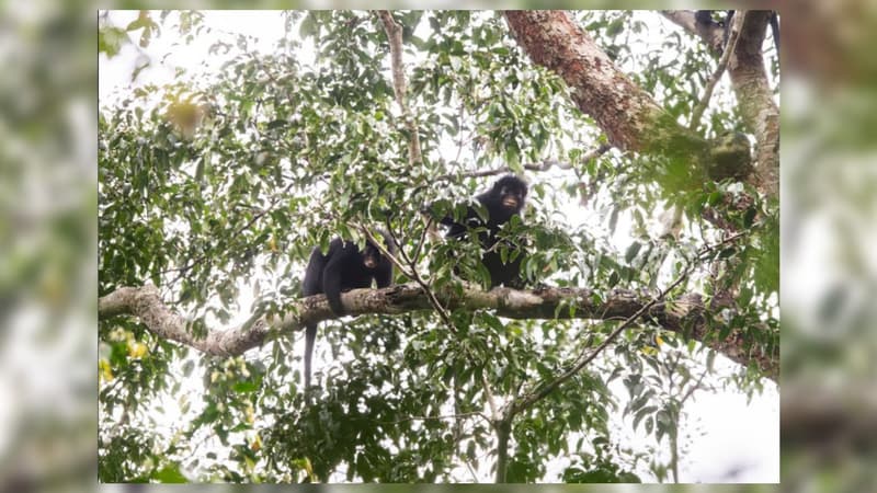 dcc57c39-a8dd-4e24-9eec-4b4e0d227434 Identification d’une nouvelle espèce de singe en RDC : Le Colobus congoensis