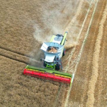 Baisse préoccupante de la production de blé en France en 2026