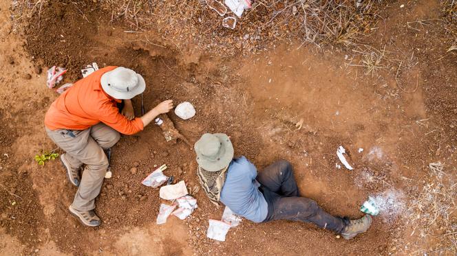 e0f1e446-b28e-410d-909a-7379ac617bee Découverte d’une Nouvelle Espèce de Dinosaure au Zimbabwe