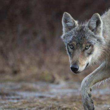 eab188a2-7fd4-47e7-9379-96d8004bffea Interpellations pour destruction illégale de loups dans les Hautes-Alpes