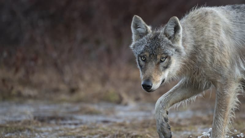 eab188a2-7fd4-47e7-9379-96d8004bffea Interpellations pour destruction illégale de loups dans les Hautes-Alpes